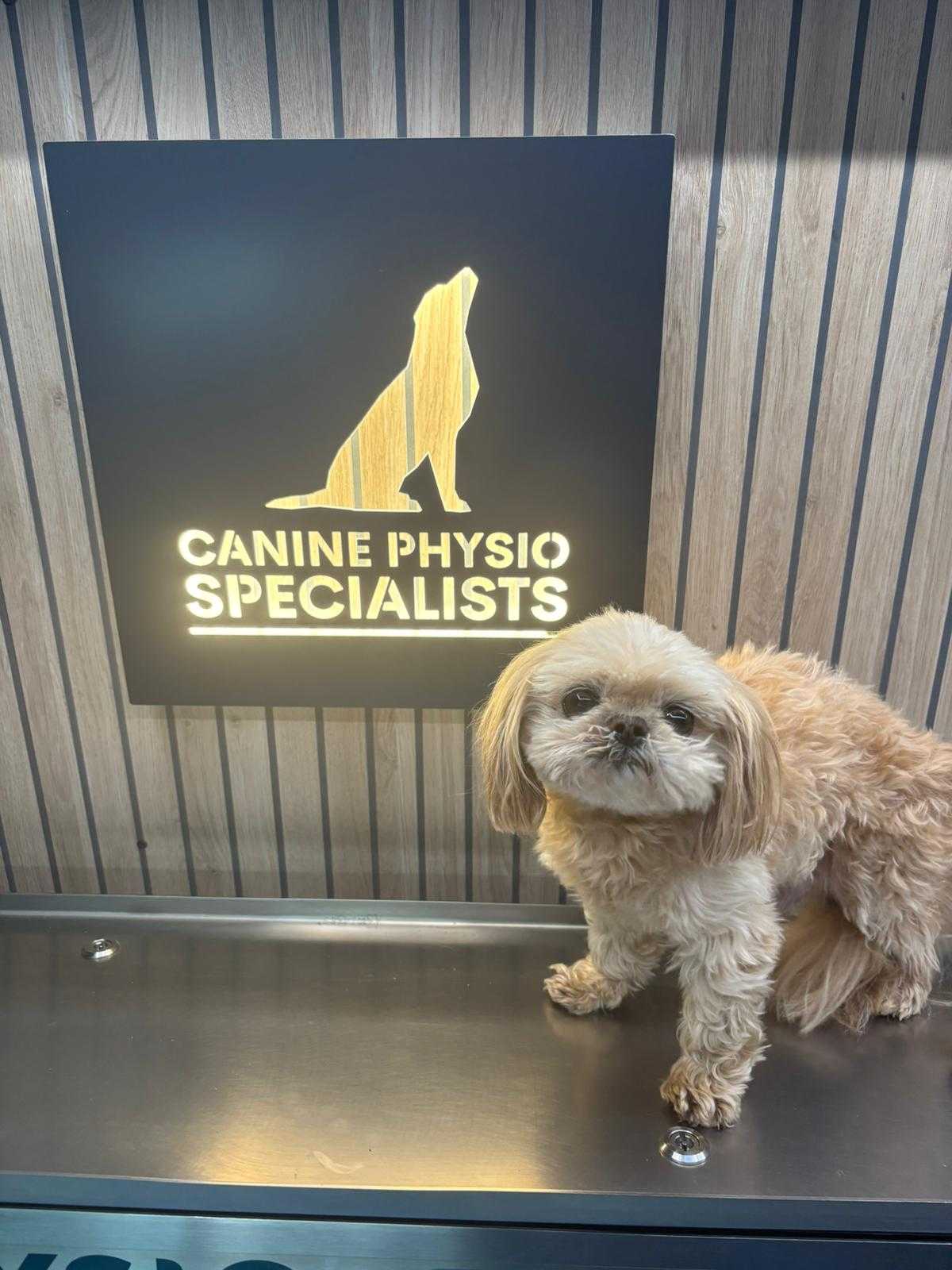 Dog during a physiotherapy session with the therapist