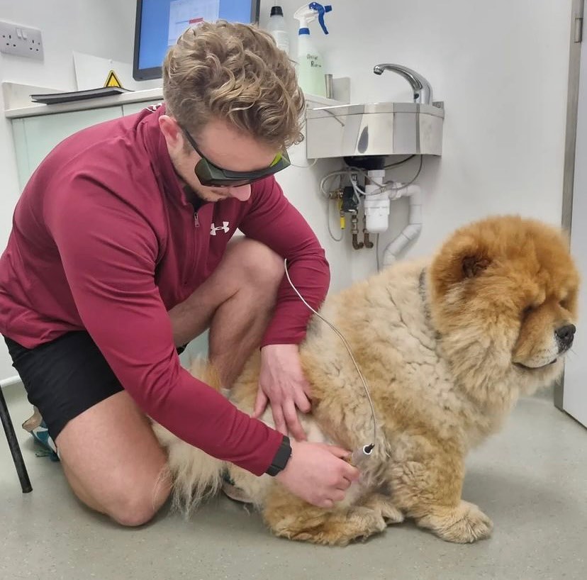 Canine physiotherapist treating a dog during a hands-on session