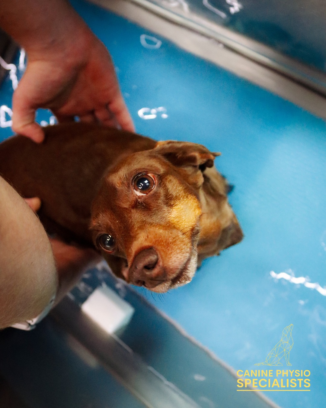 Dog being supported in the hydrotherapy unit